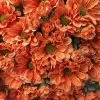 TheHolidayBarn.com Orange Mum Bunch New!